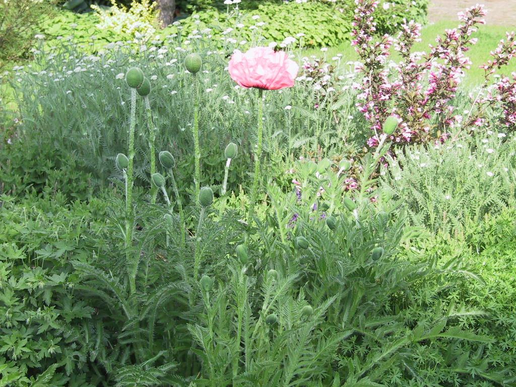 Papaver orientale Royal Wedding 04.jpg
